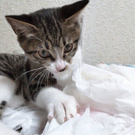 ティッシュで遊ぶ猫（MIX、オス）
