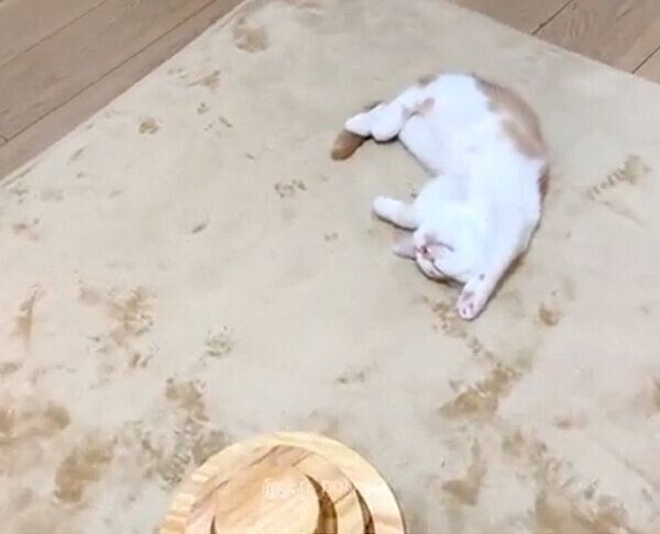 寝相が可愛いホルンくん