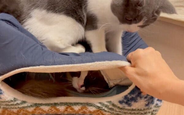 コテツくんが寝ているベッドの上に乗るまるくん