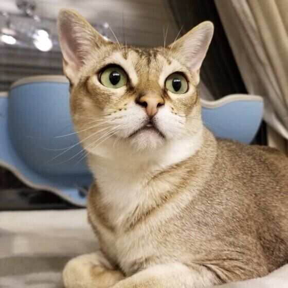 ヤマトちゃん（シンガプーラ）