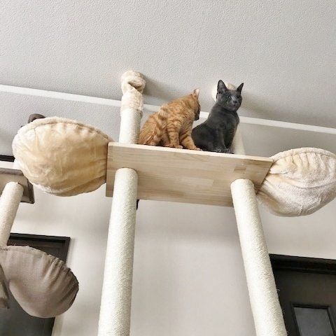 画像／「ねこのきもち」2019年２月号　読者提供