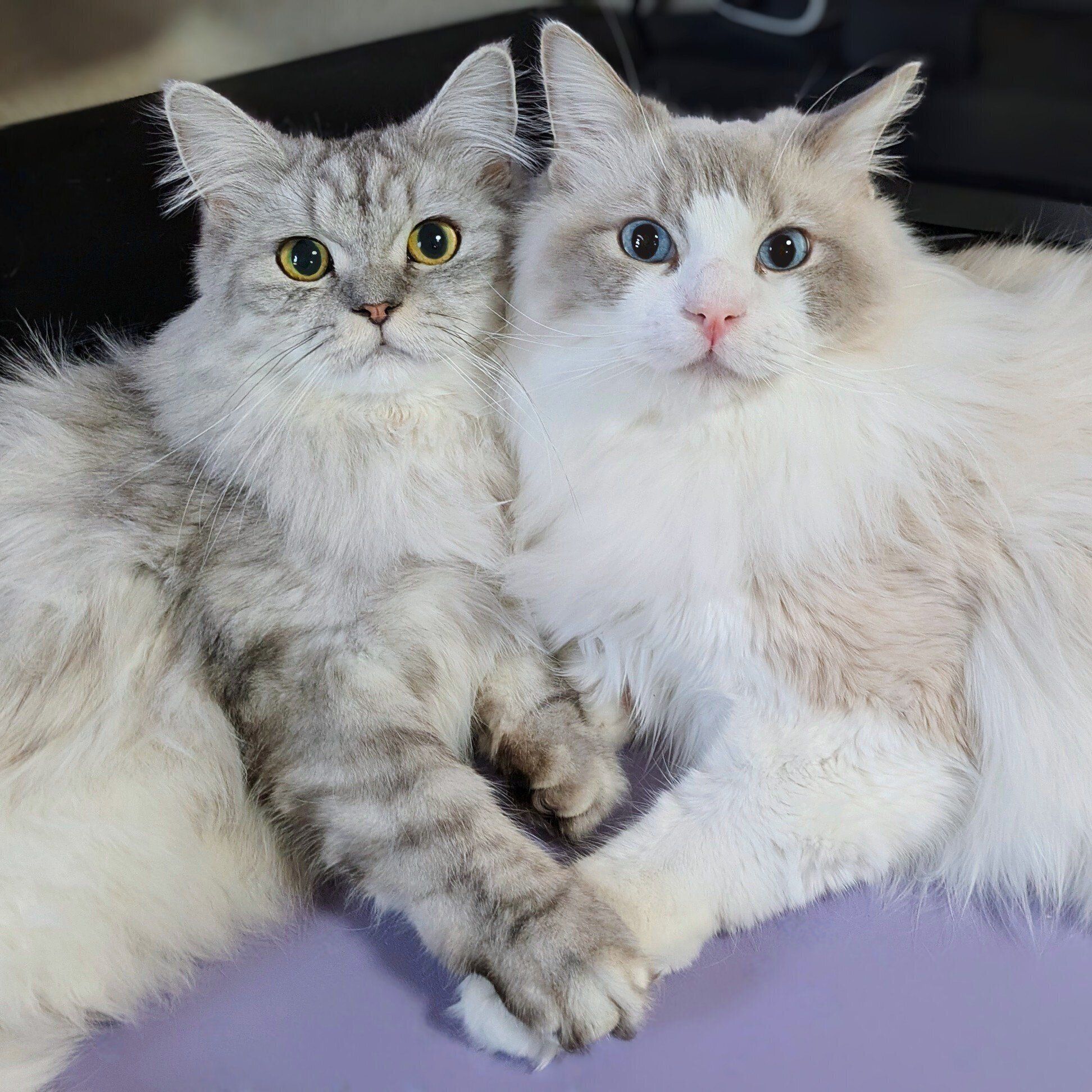 手を繋いでいるように見えるしゅらくん、りおらくん