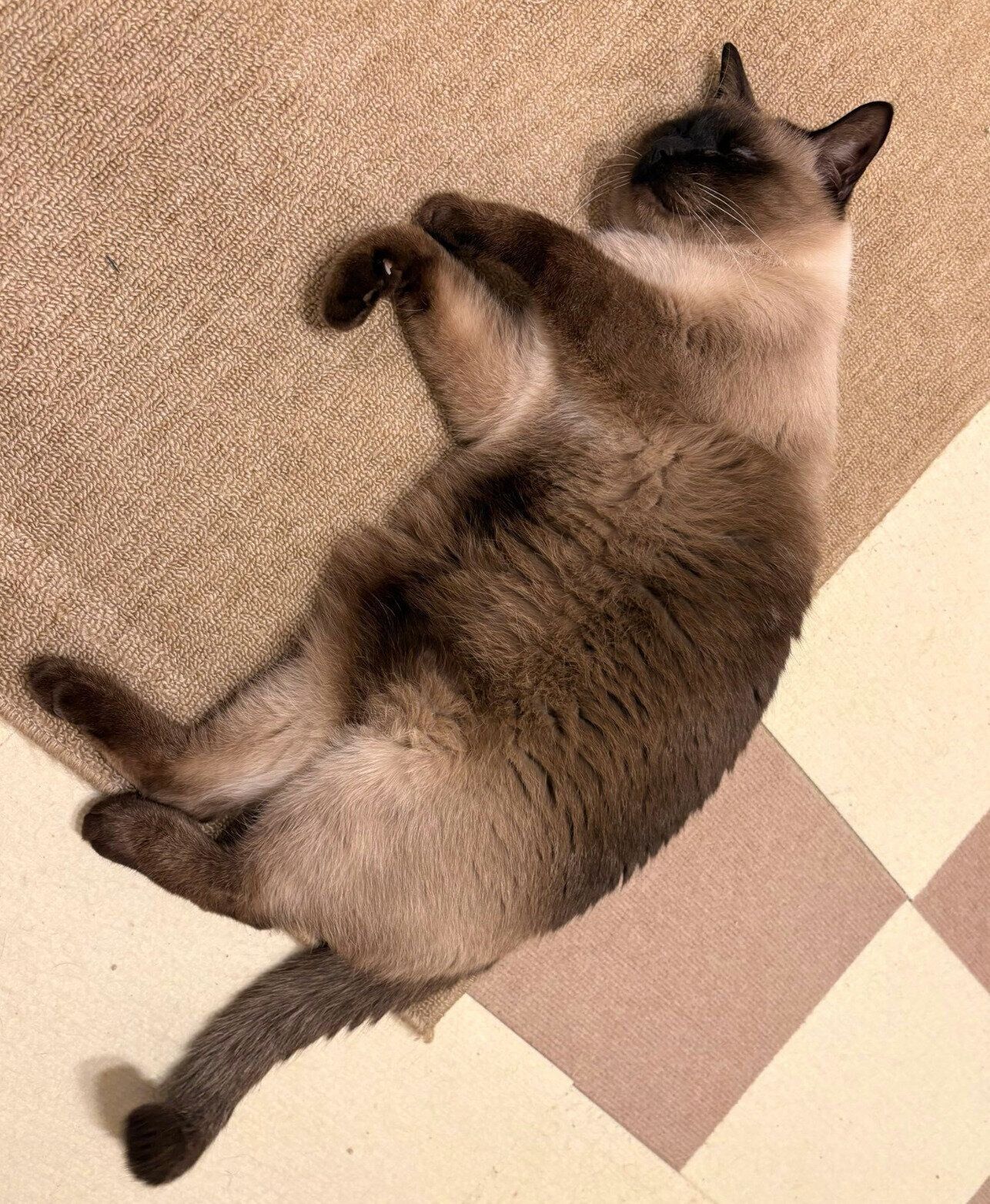 寝転がるレオくん