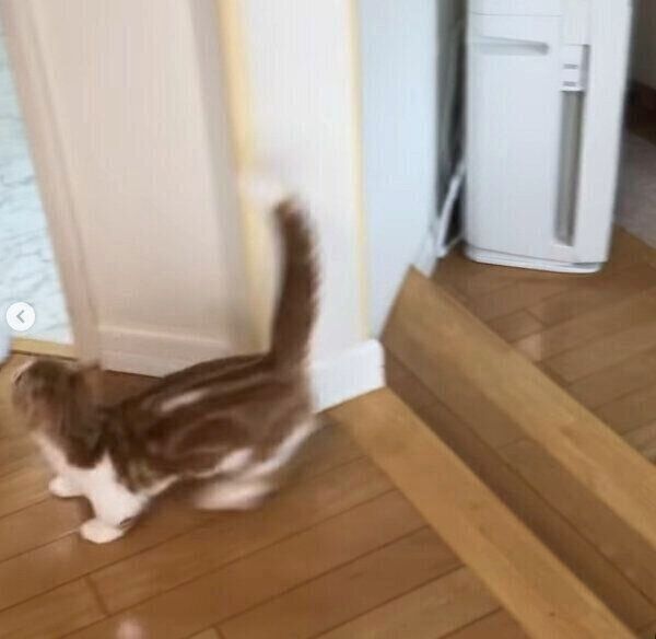 飼い主さんにドッキリを仕掛けるころんちゃん