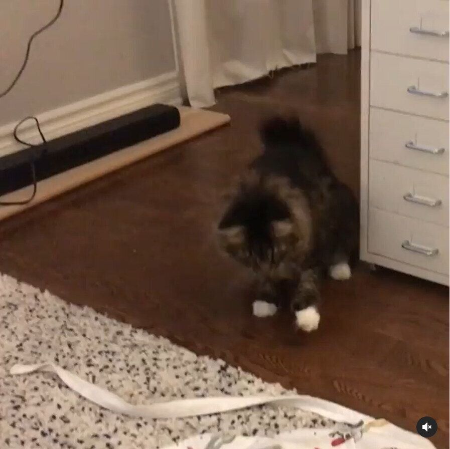 エプロンに驚く猫