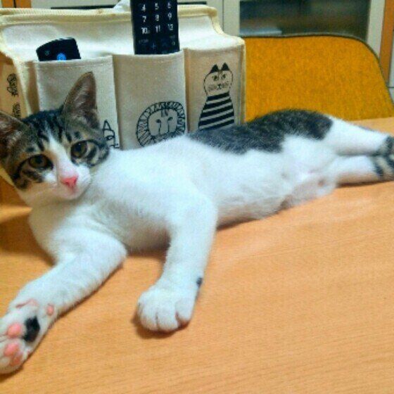 机の上でくつろぐサバトラ