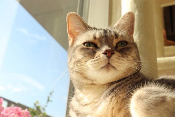 窓から優しい目で見る猫。