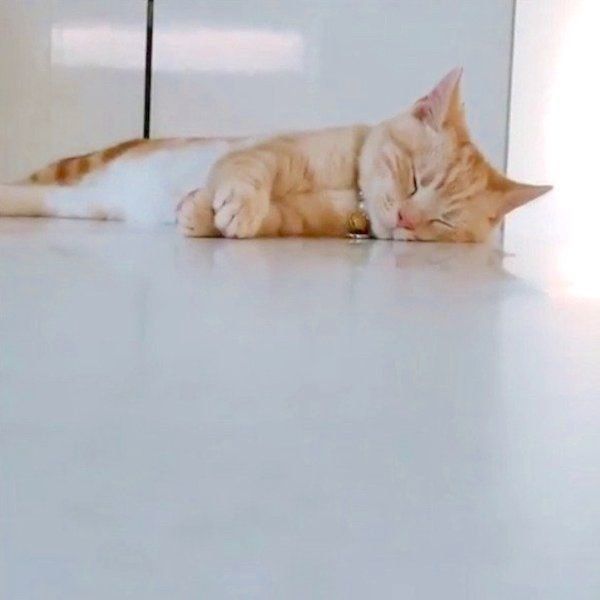 分身の術を披露するアメリカンショートヘア