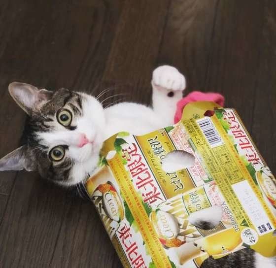 箱に入る猫