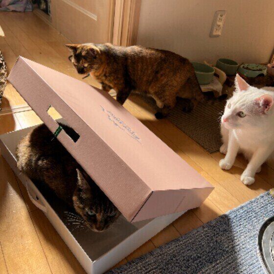 MIXサビのめろんちゃんたち