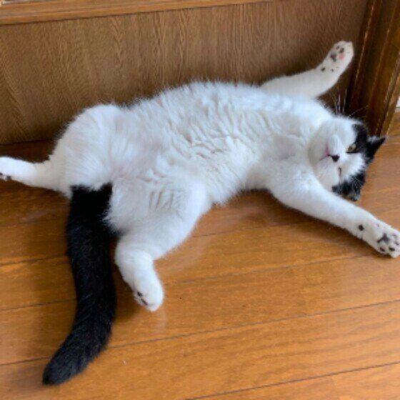 リラックスする猫