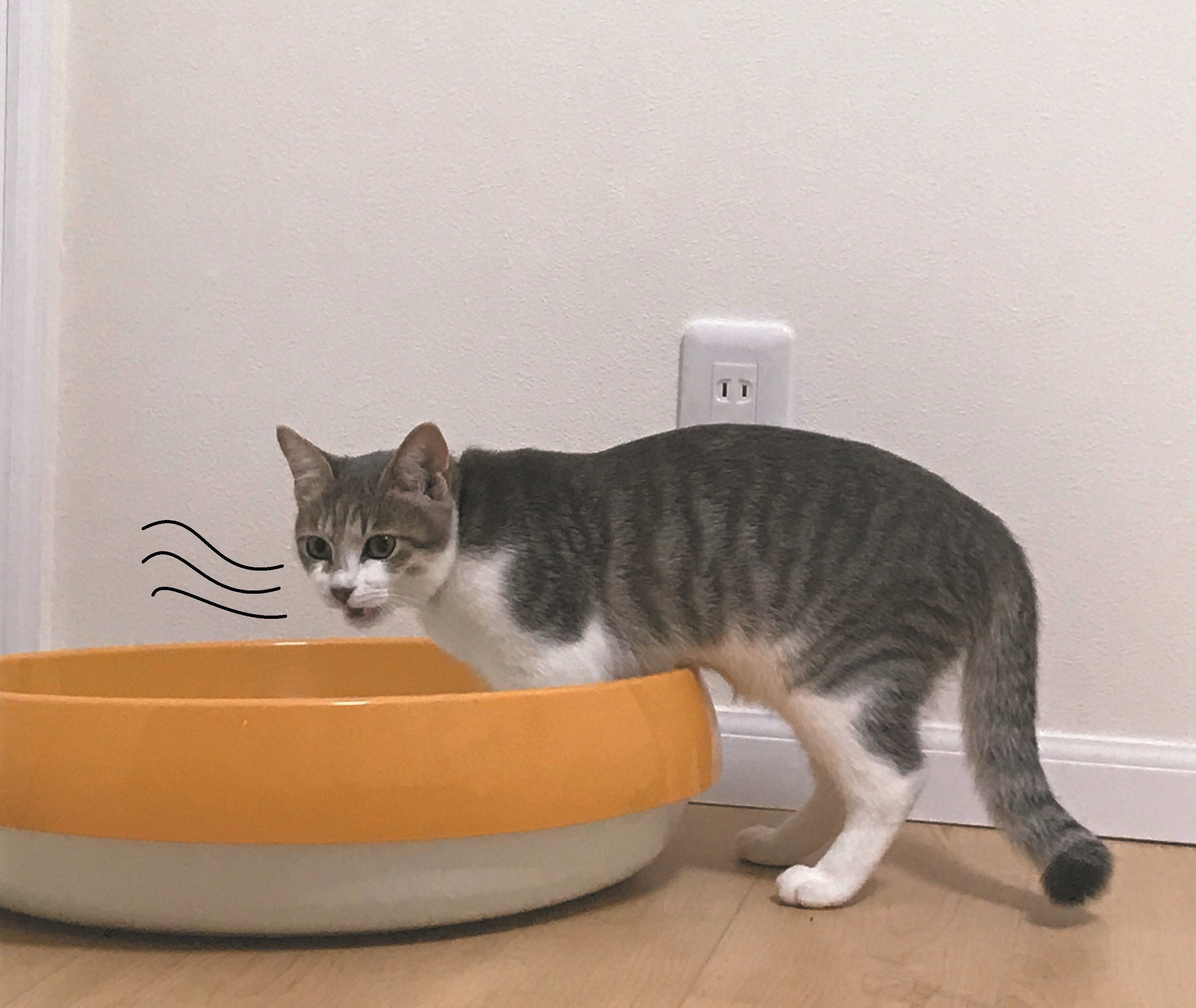 画像／2019年11月号『フレーメンファンクラブ通信』