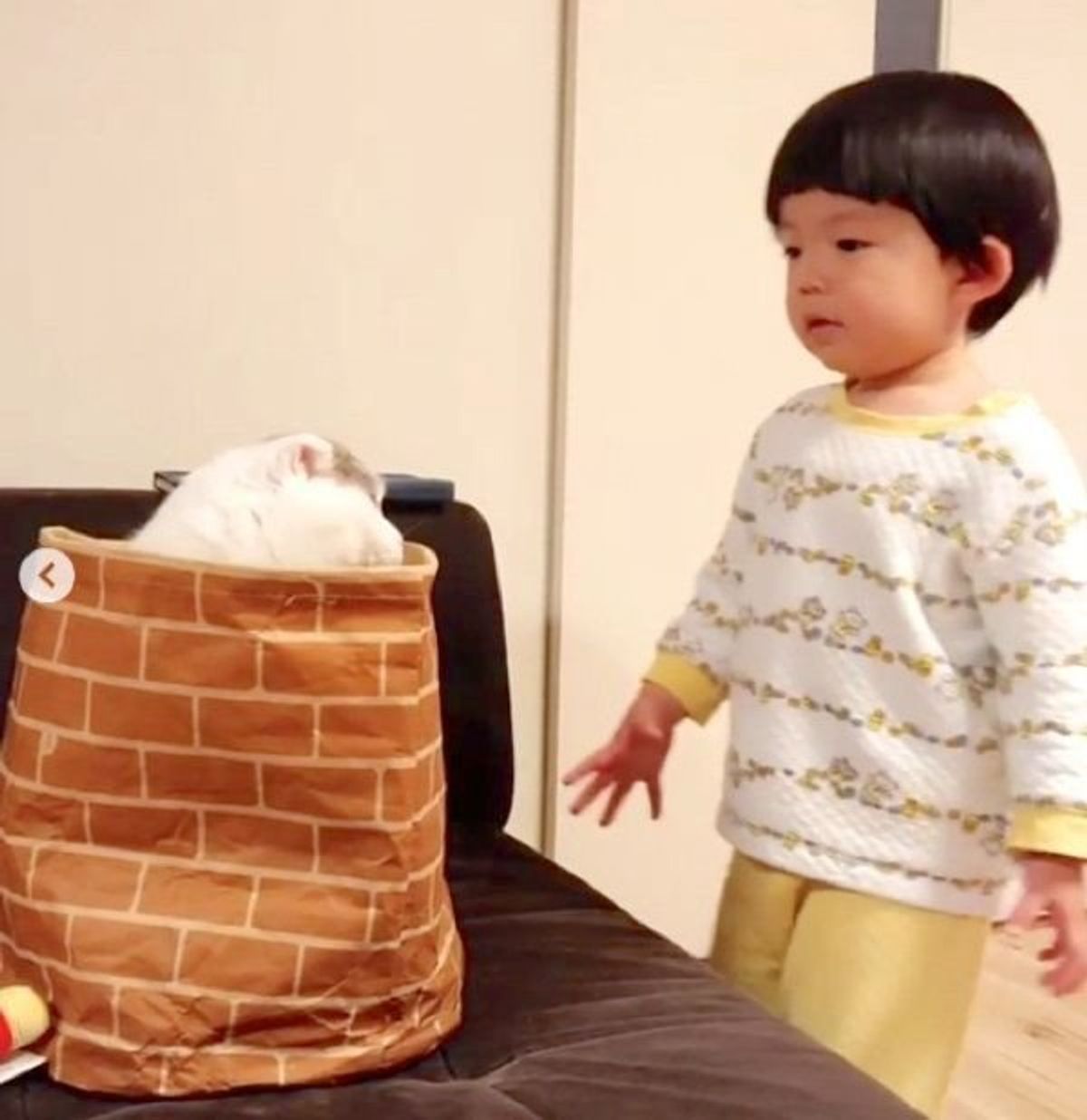 可愛い威嚇が笑える 袋に入る猫を見つけたときの男の子の行動に反響 ねこのきもちweb Magazine 可愛い威嚇が笑える 袋に入る猫を見つけたときの男の子の行動に反響 ねこのきもちweb Magazine