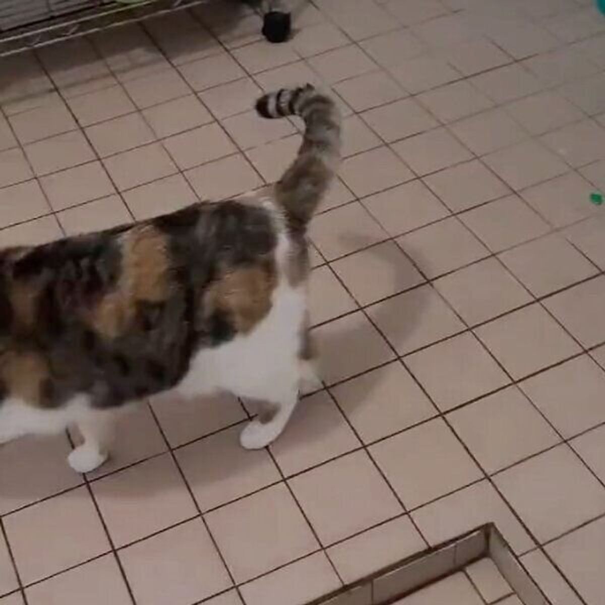 おやつだと思ったら 入浴剤 だった 驚きのあまり二度見する猫がおもしろ可愛い ねこのきもちweb Magazine おやつだと思ったら 入浴剤 だった 驚きのあまり二度見する猫がおもしろ可愛い ねこのきもちweb Magazine