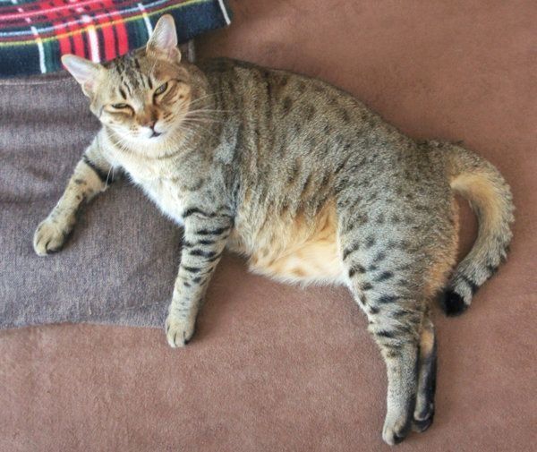 くつろぐつみれくん