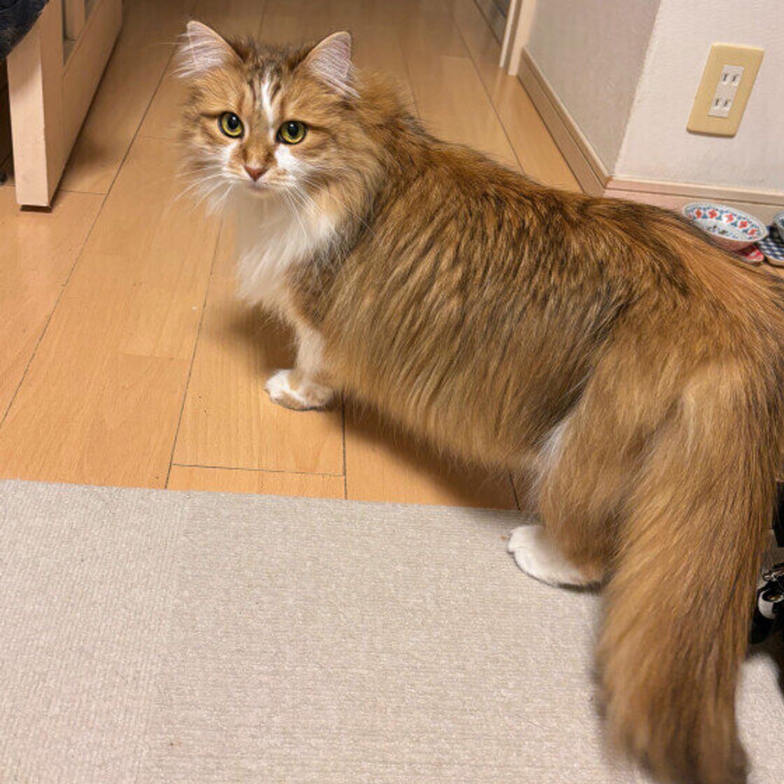 長毛 種 猫
