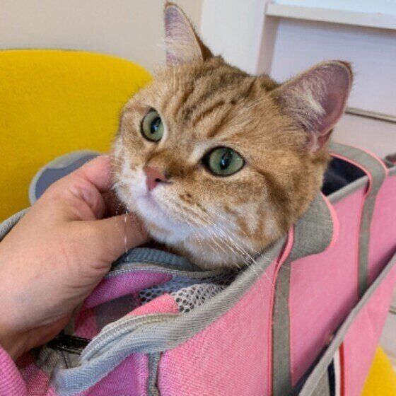 ブリティッシュショートヘアのレオくんの動物病院での様子