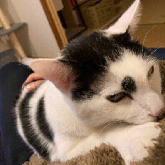 ふみふみする猫