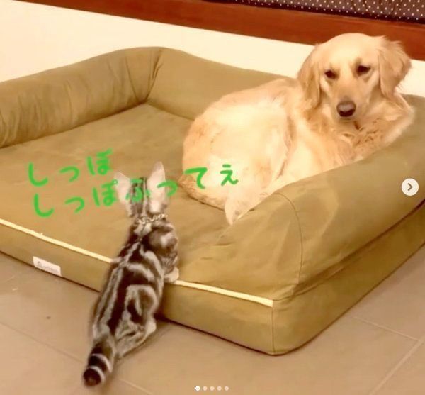 ベガちゃんと遊びたいあずきちゃん