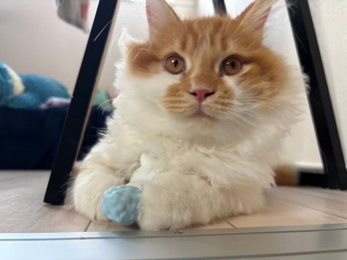 おもちゃを抱えるサイベリアン