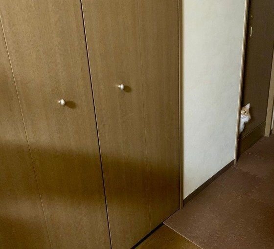 隠れるメインクーン