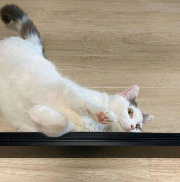 寝転がるフクちゃん