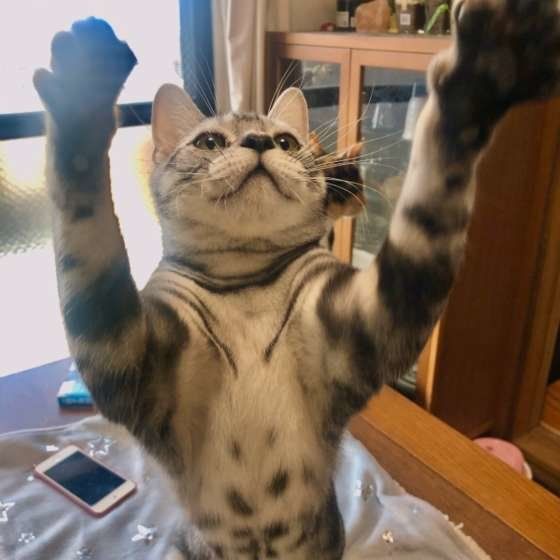 遊ぶアメリカンショートヘア