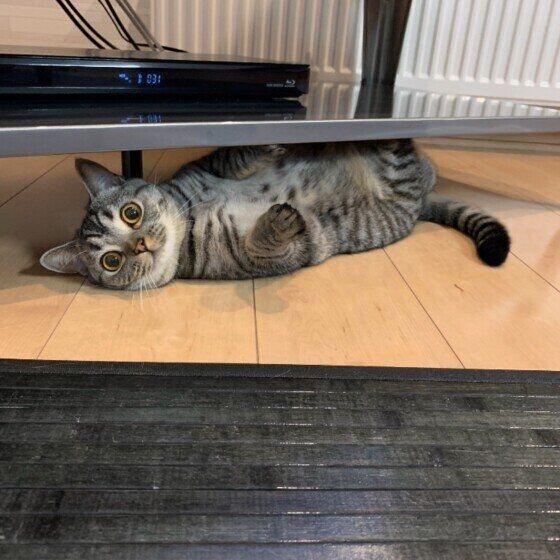 見つめるスコティッシュフォールド