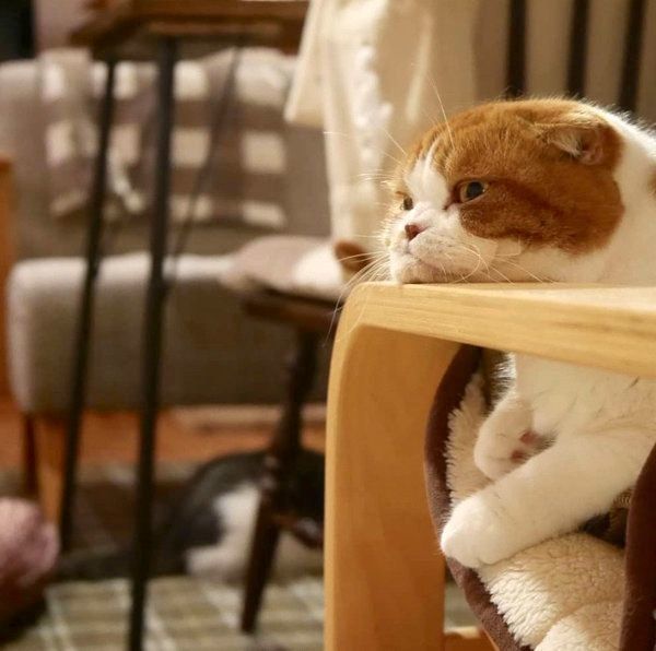 アゴを強調するスコティッシュフォールド・きのこちゃん