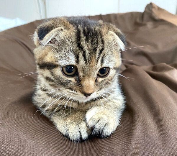 まったりするまつたけちゃん