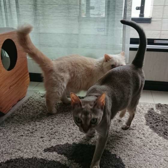 シンガプーラのしっぽ