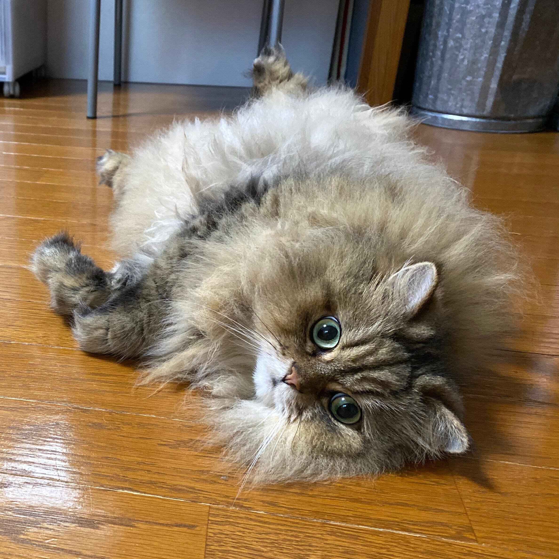 画像／飼い主さん提供（ねこのきもち編集室）