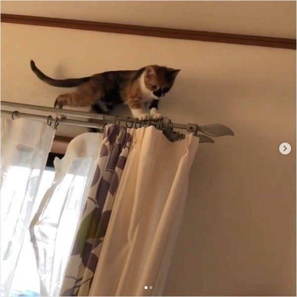 高いところが苦手な猫