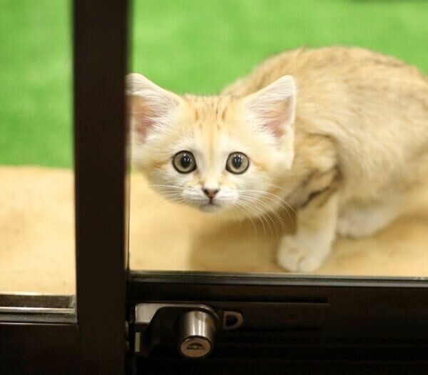 スナネコの赤ちゃん