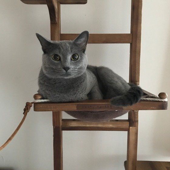 ねこのきもち投稿写真ギャラリー