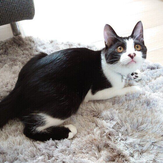 カーペットの上の猫