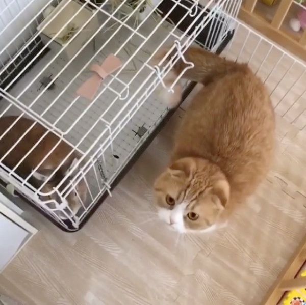 ウサギ小屋に入る猫