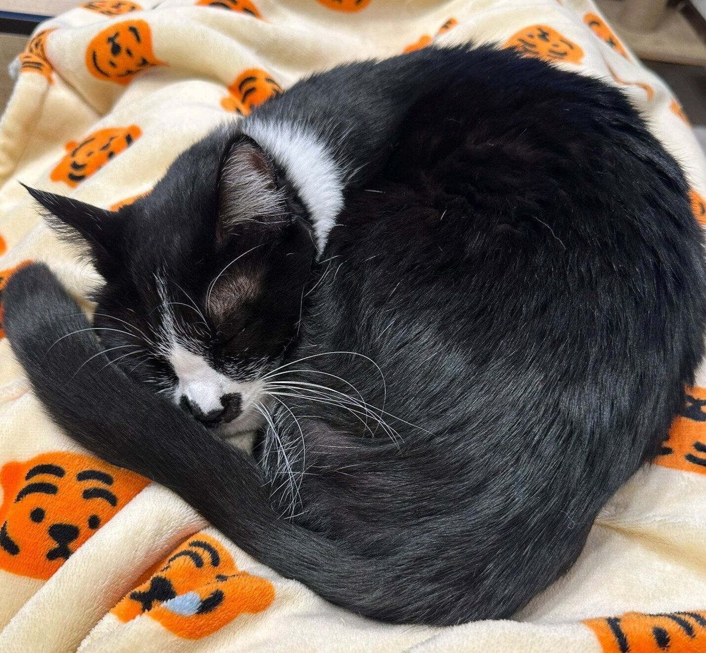 スヤスヤ眠るおはぎちゃん