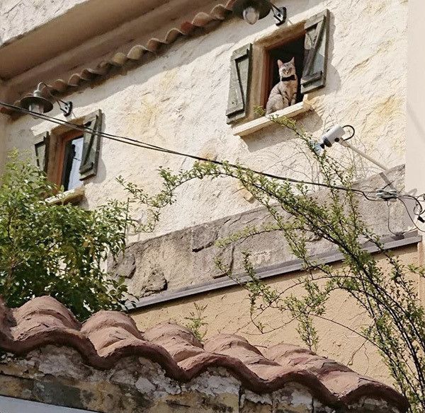 外を見つめる猫