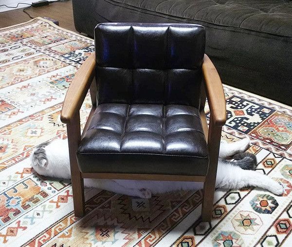 眠るスコティッシュフォールド