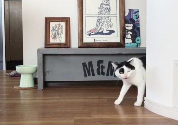 突然顔をひょこっと出す猫