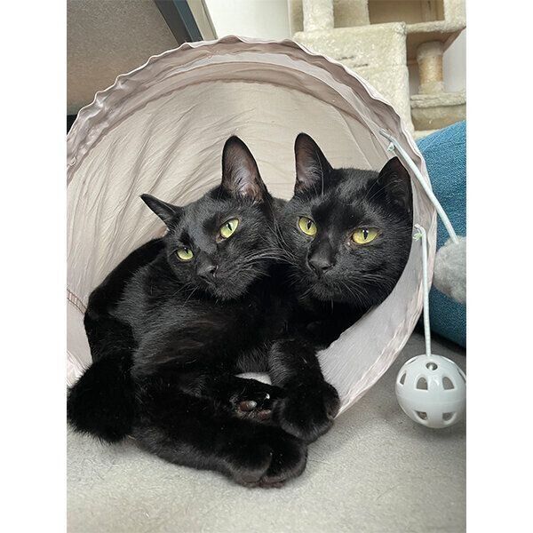 寄り添うじんべいちゃん、ねまきちゃん