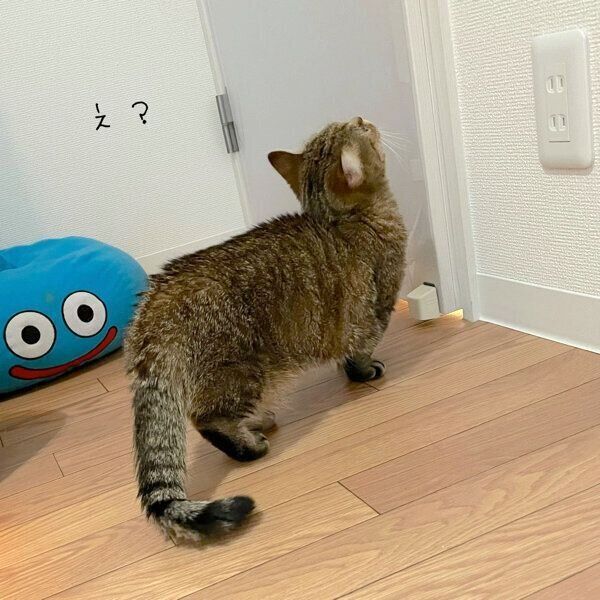 廊下に出られないことに気づいたきなこちゃん