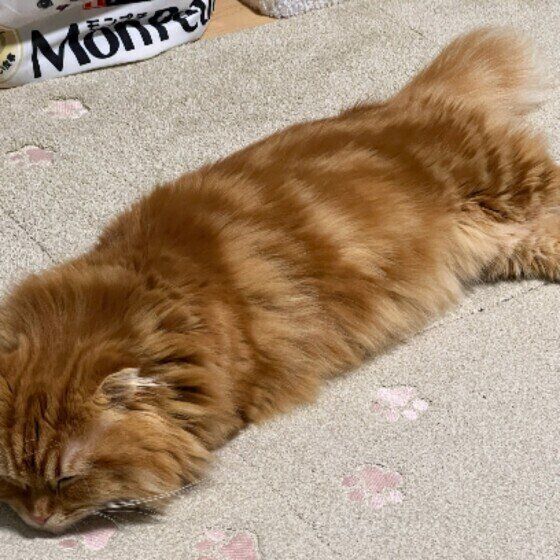 遊び疲れたマンチカン