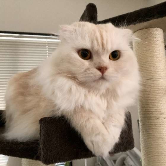 スコティッシュフォールド