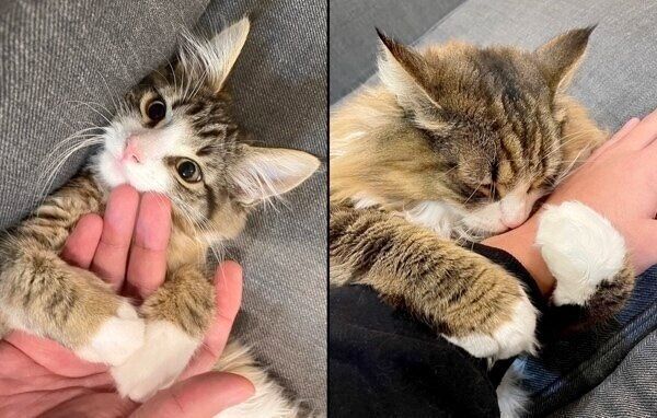 しろあんちゃんの成長ビフォーアフター