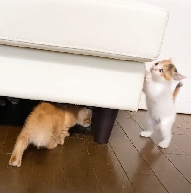 元気な子ねこ
