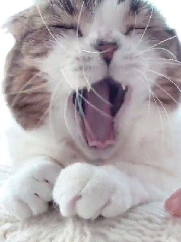 スコティッシュフォールドのどんぐりちゃん