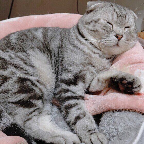 スコティッシュ フォールドの特徴と飼い方 可愛い画像いっぱい ねこのきもち 猫図鑑 ねこのきもちweb Magazine