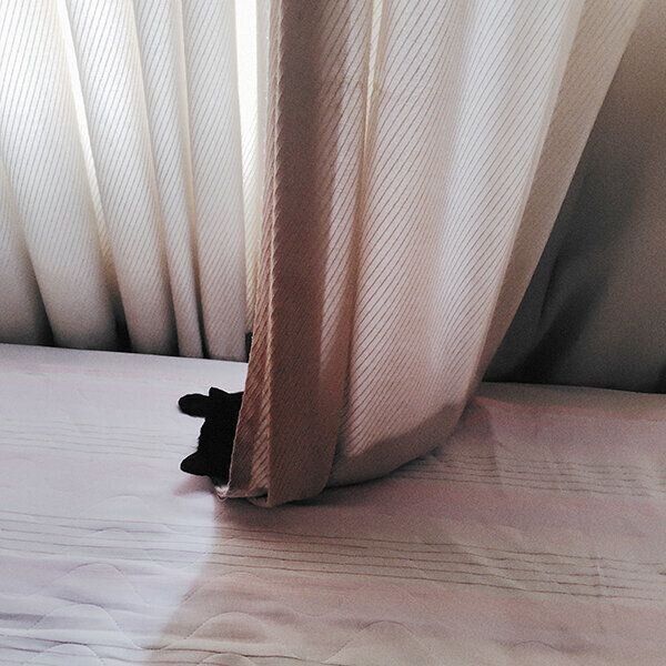 カーテンで寝るうずら